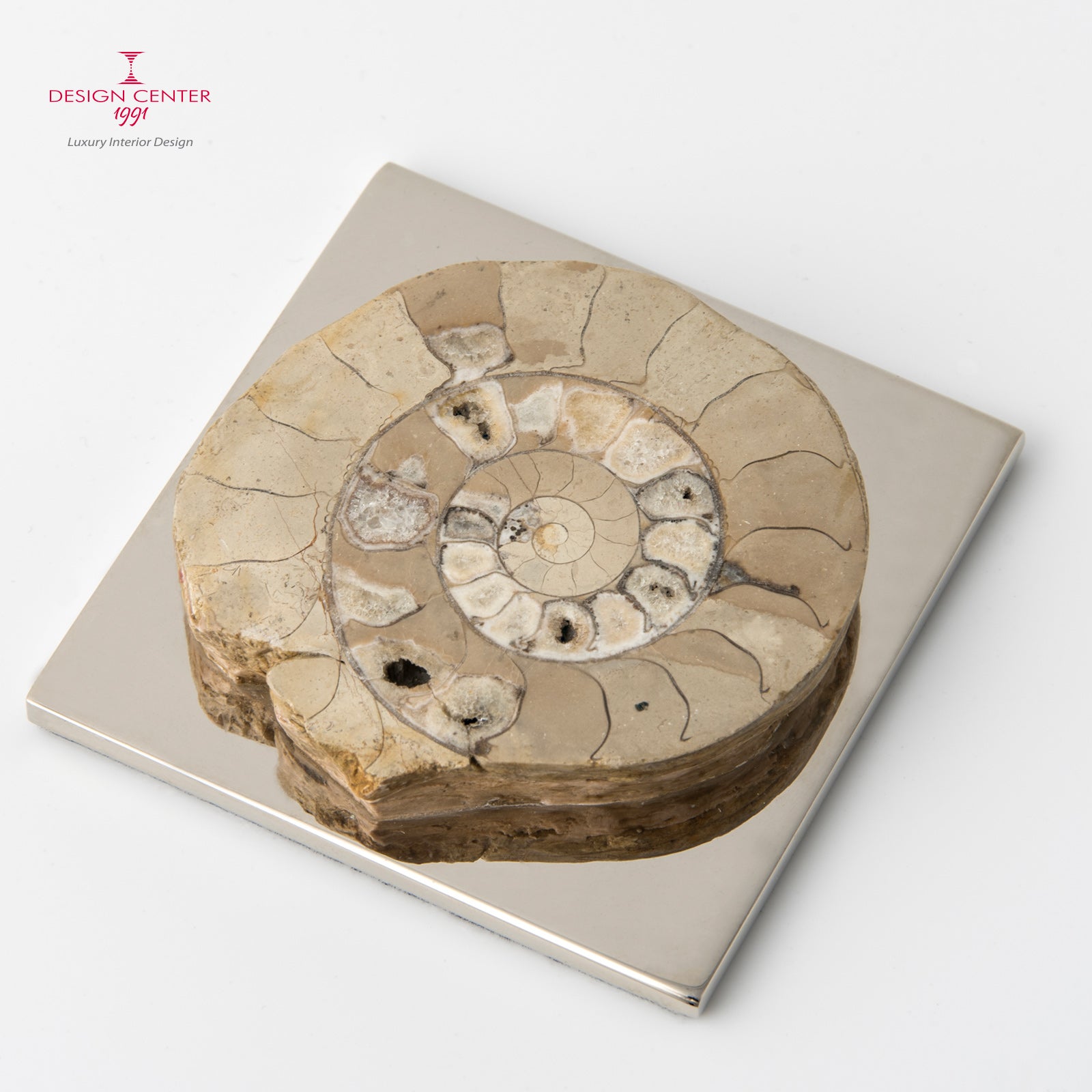 Fermacarte con ammonite tondeggiante noce chiaro #1 - Collezione Fossiline