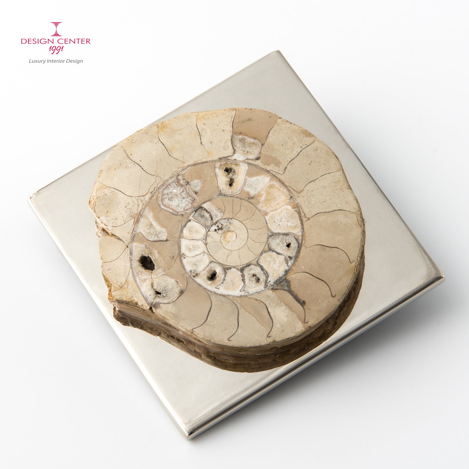 Fermacarte con ammonite tondeggiante noce chiaro #1 - Collezione Fossiline