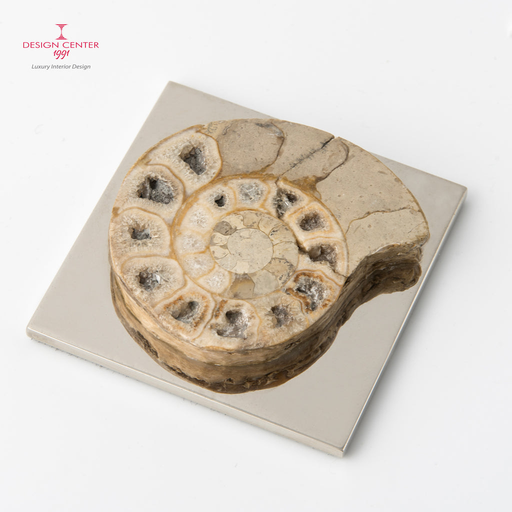 Fermacarte con ammonite forma ovale noce chiaro  #2 - Collezione Fossiline