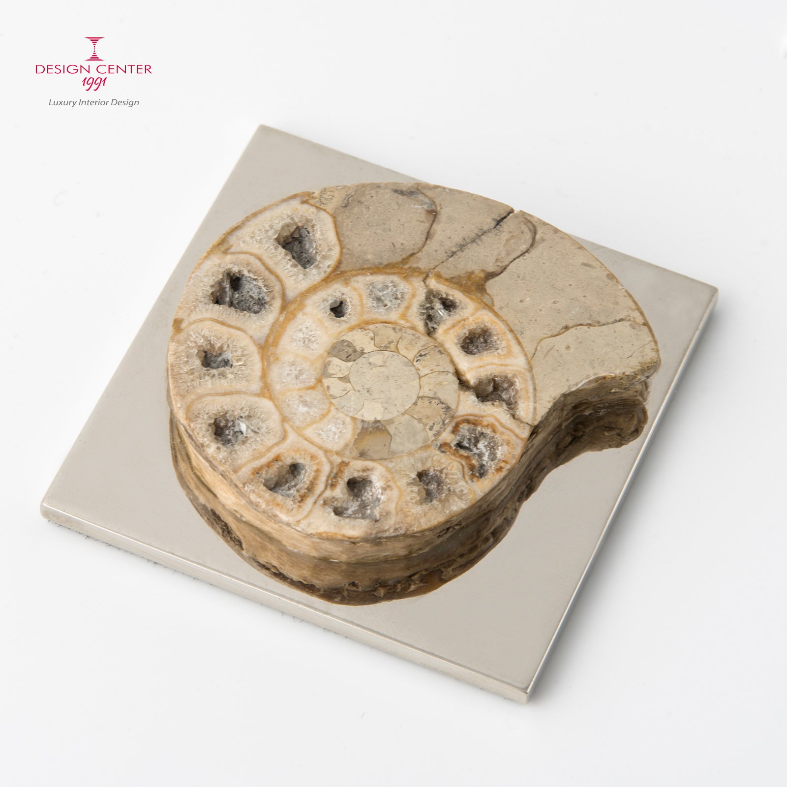 Fermacarte con ammonite forma ovale noce chiaro  #2 - Collezione Fossiline