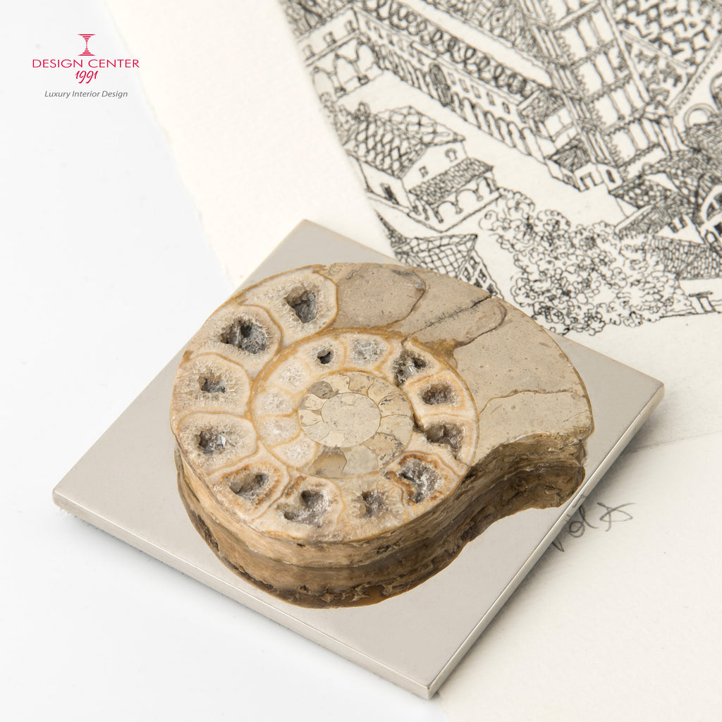 Fermacarte con ammonite forma ovale noce chiaro  #2 - Collezione Fossiline